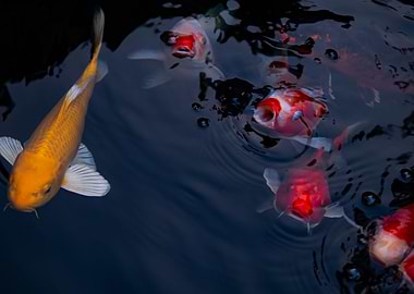 Koi Fish Animal