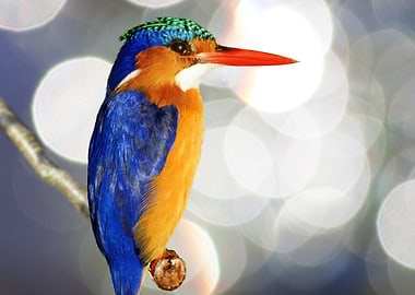Malachite Kingfisher