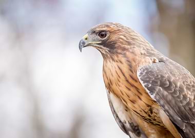 Hawk Portrait