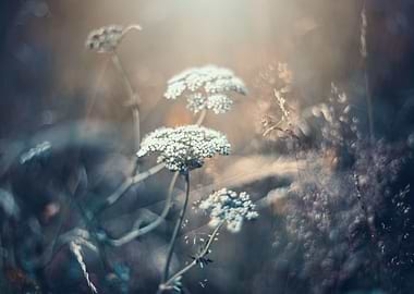 Summer meadow,white flower