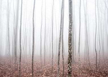 Misty Forests