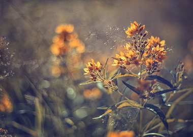 Summer meadow with flowers