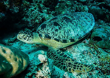 The Turtle Under The Sea