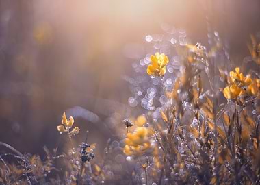 Summer meadow with flowers