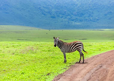 Zebra Animal