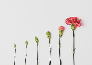 Beautiful Carnation Flower