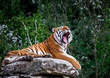 Tiger Animal