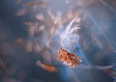 Blue Butterfly, meadow