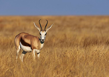 Antelope Animal Cute
