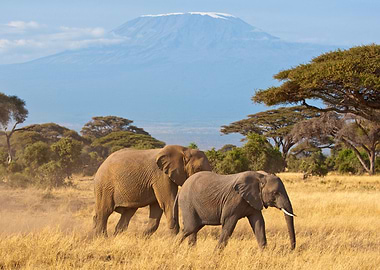 Elephant Animal Cute