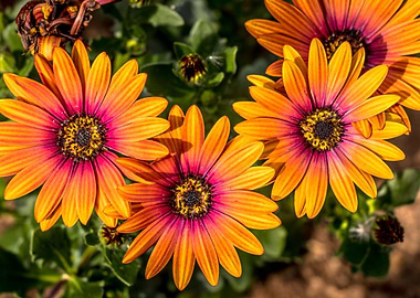 Beautiful Orange Flowers
