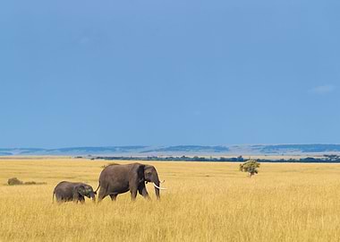 Elephant Animal Cute