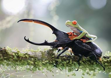 Frog Riding A Roach