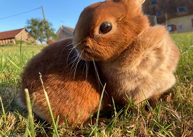 Cute rabbit