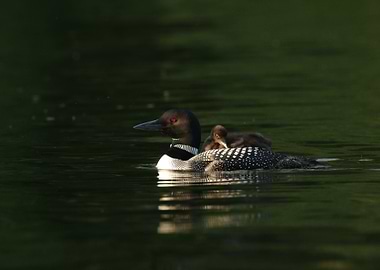 In the early morning light