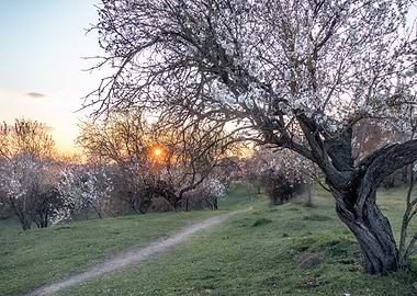 white almond spring trees