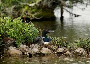 Loon on nest