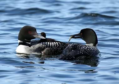 Loon lunch