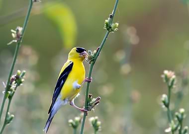 American Goldenfinch