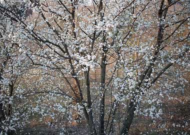 White flowers almond tree