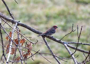 Common Housefinch