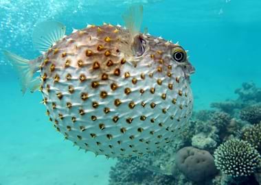 Fish Hedgehog Animal