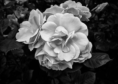 Black And White Roses