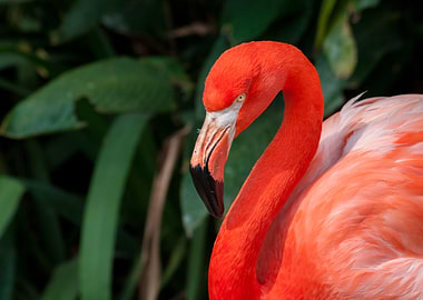 Red Flamingo
