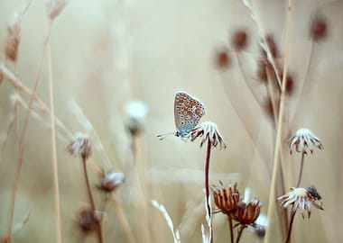 Butterfly on the meadow