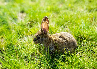 Rabbit Animal Cute