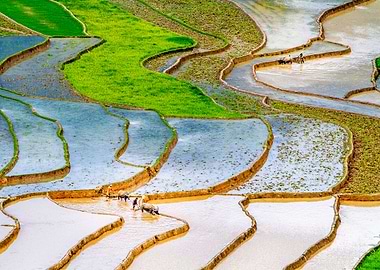 Very nice rice terraces