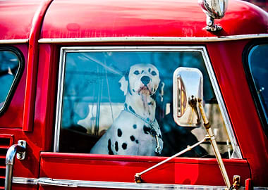 Dalmatian sitting in a car