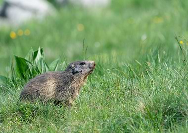 marmotte marmot