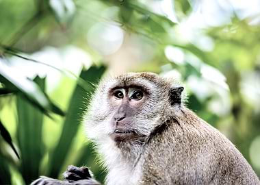 Monkey Animal