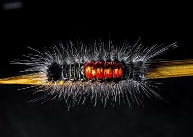 Furry Caterpillar