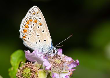 Macro of a butterfly