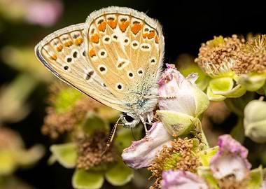 Macro of a butterfly
