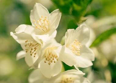 Small White Flowers