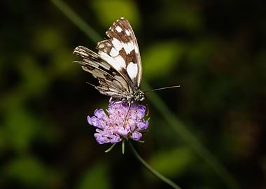 Macro of a butterfly
