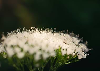 Valerian Flowers