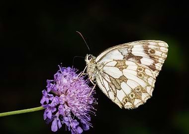 Macro of a butterfly