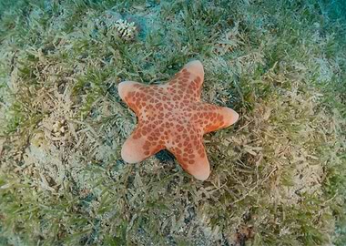Starfish Beach Animal