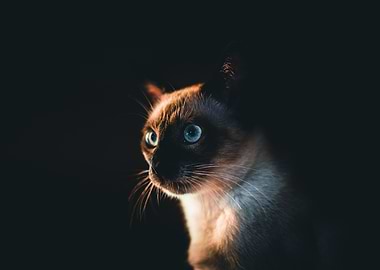 siamese cat