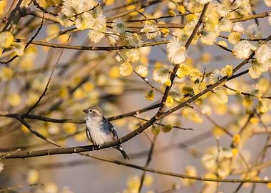 bird autumn