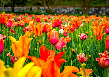 North Carolina Tulip Field