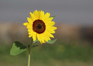 The Sunflower