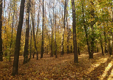 Forest Sunset Landscape