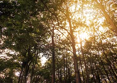 Forest Sunset Landscape