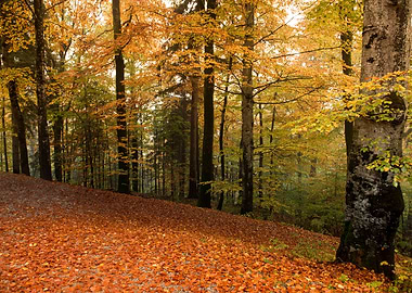 Forest Sunset Landscape
