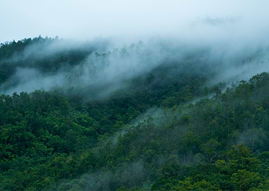 Forest Sunset Landscape
